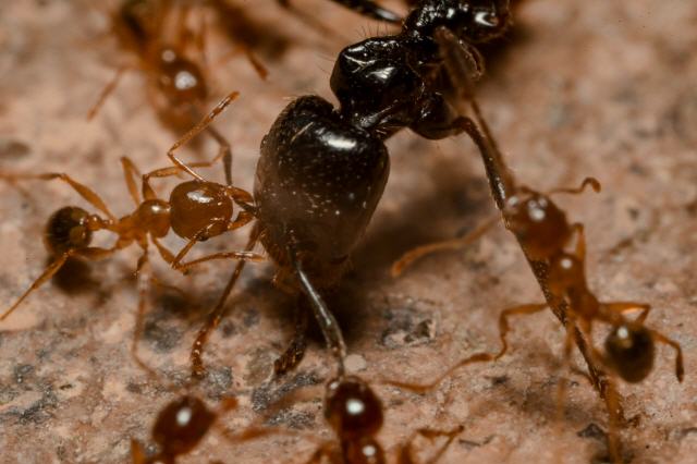 Hormigas rojas atacando