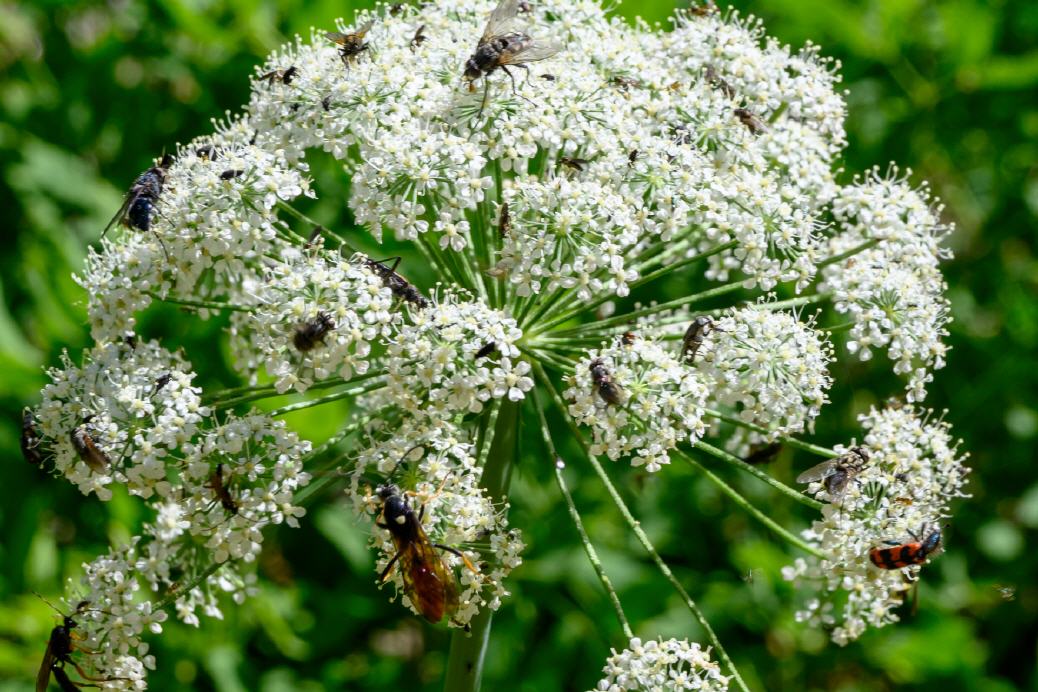 Chaerophyllum villarsii en floración