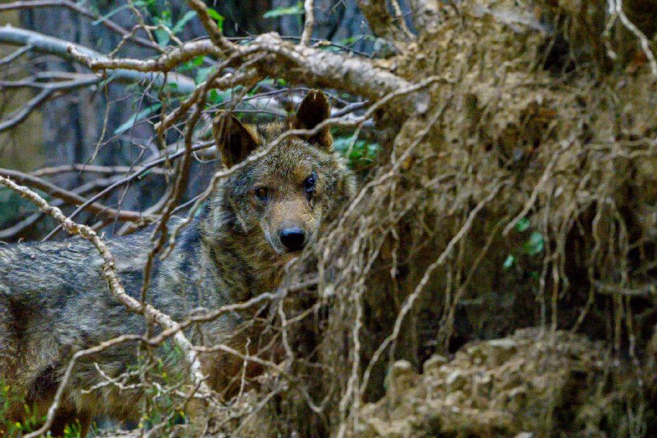 Lobo ibérico