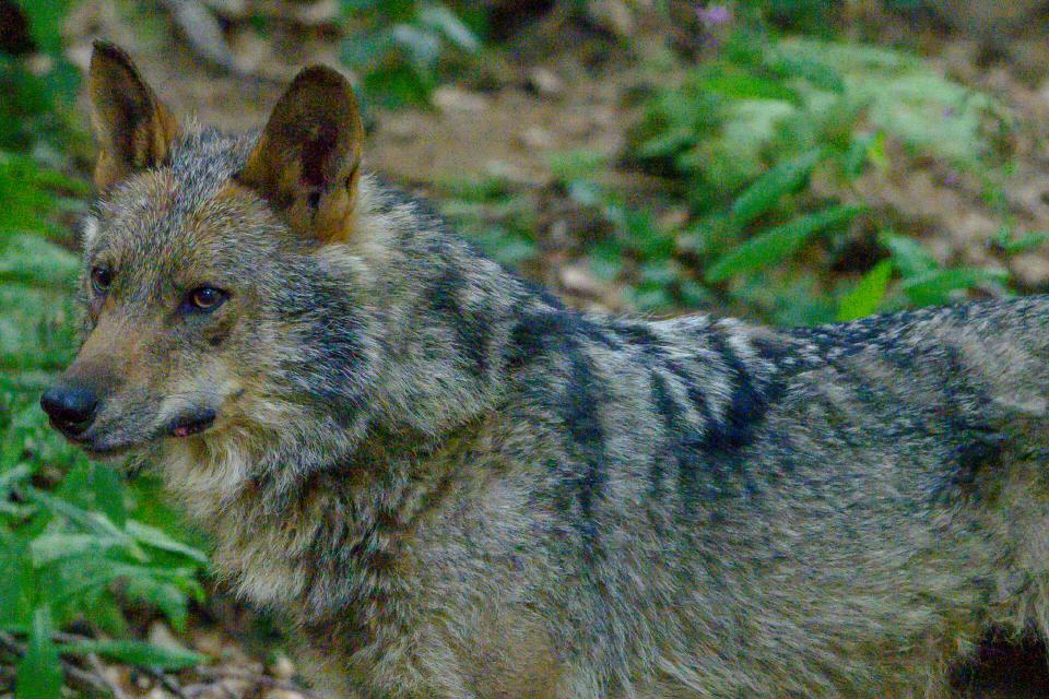 Lobo ibérico