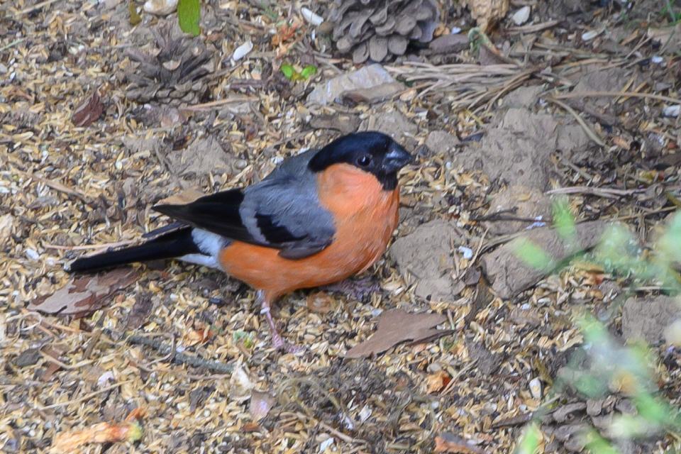 Camachuelo común