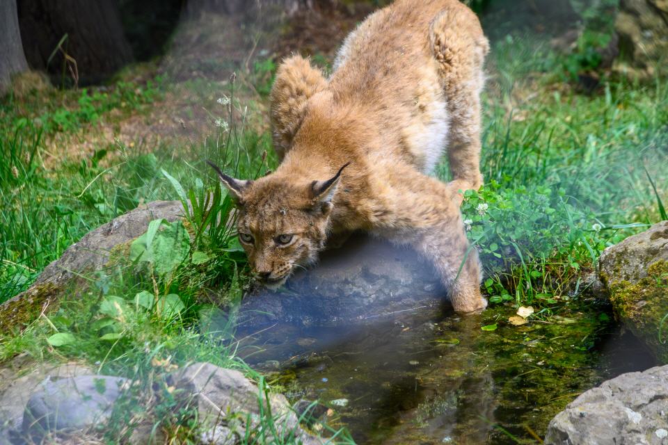 Lince ibérico