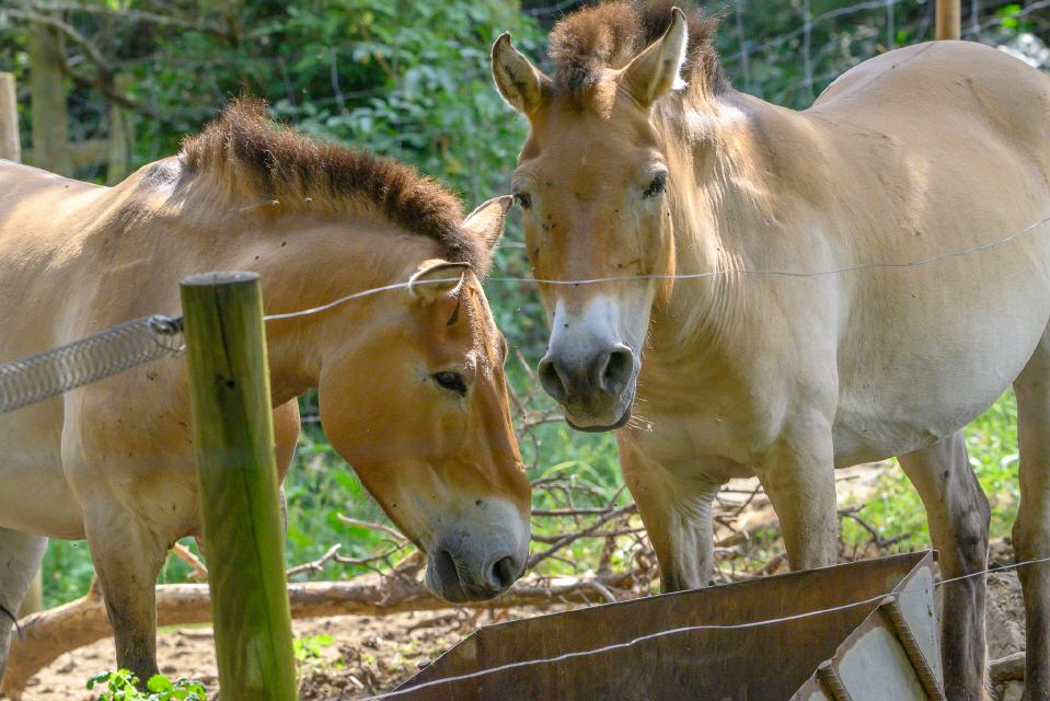 Caballo de Przewaslki