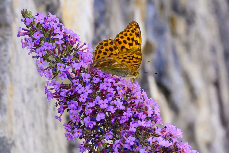 Fritillary morrmona