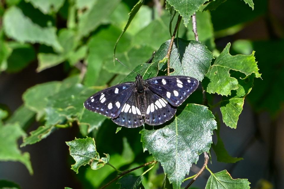 Ninfa de los arroyos