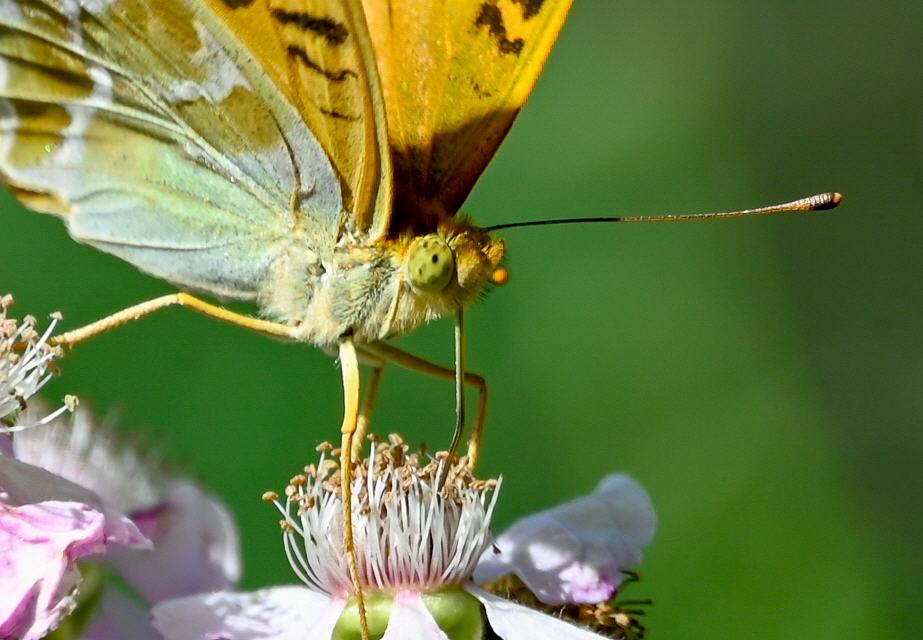 Fritillary morrmona: Detalle cabeza